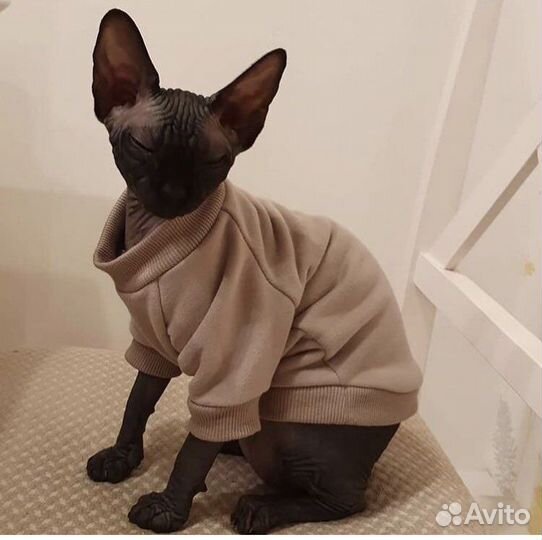 Одежда для кошек (сфинксов) и собак