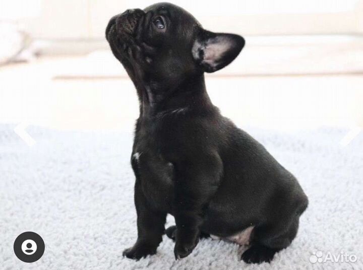 Французский бульдог