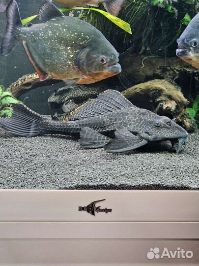 Сомы парчовый птеригоплихт 30 см