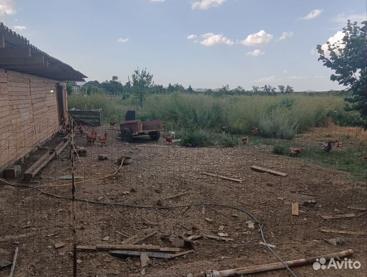 Домашние куриные яйца