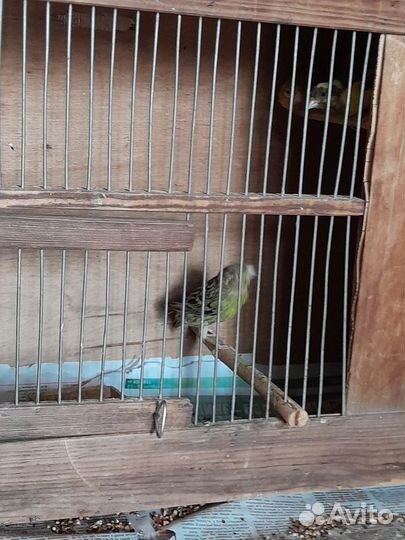 Канарейки молодежь