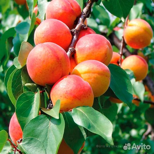Абрикос Августин, саженцы окс, питомник Сады Урала