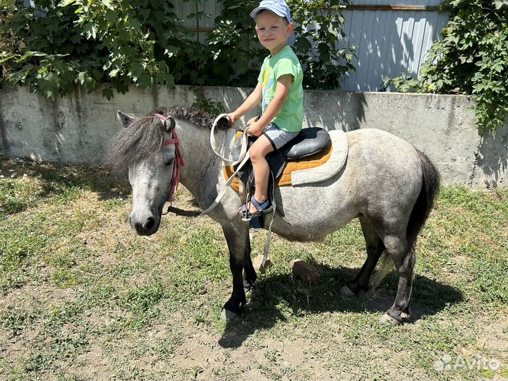 Пони с жеребенком