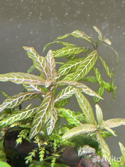 Аквариумные растения