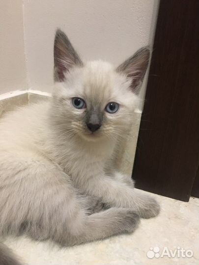 Сиамские котята
