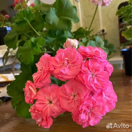 Пеларгония та Майская роза