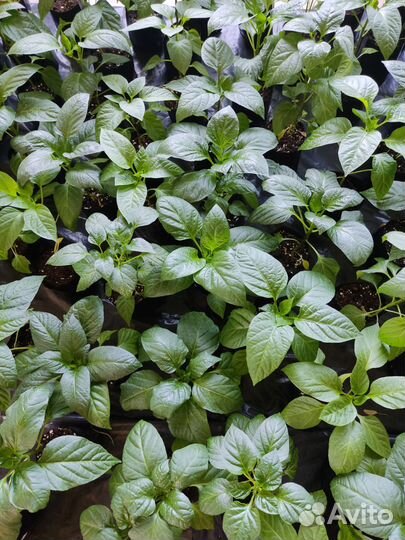 Рассада перца, баклажан, томатов, капусты