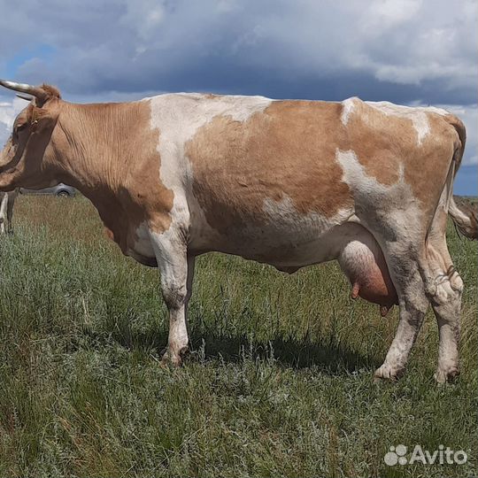 Корова с теленком