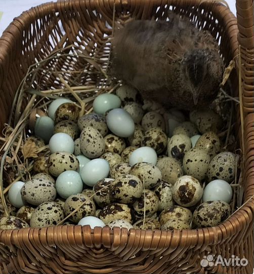 Яйца перепелиные инкубационное