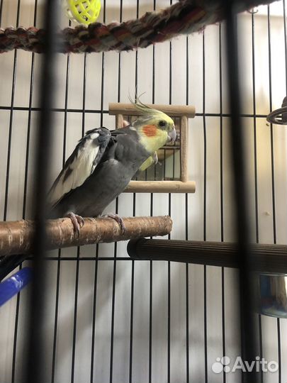 Попугай корелла