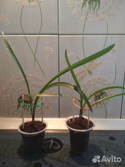 Герань Kenny,s Double Гемантус