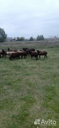 Продаю молодых баранчиков