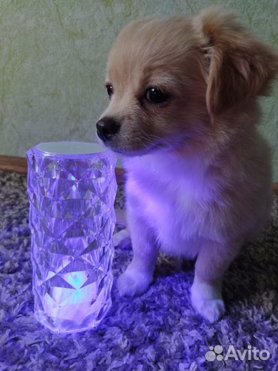 Щенки чихуахуа