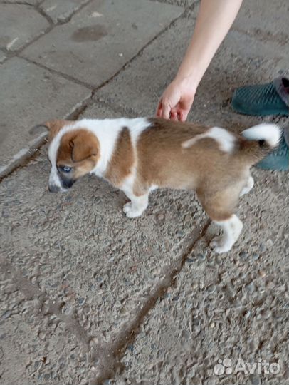 Собаки 1.5 месяца. Мама хаски