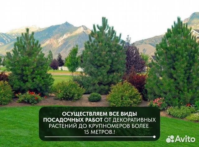 Сосна кедровая