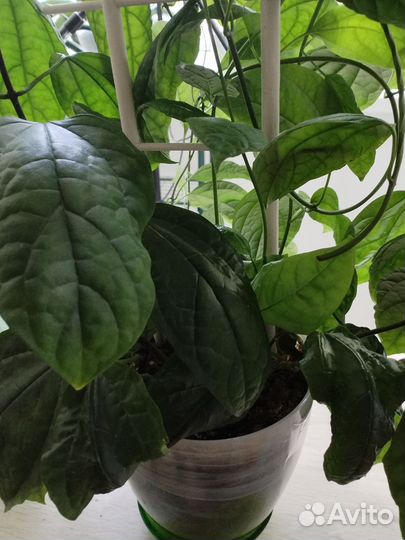 Клеродендрум Томпсона