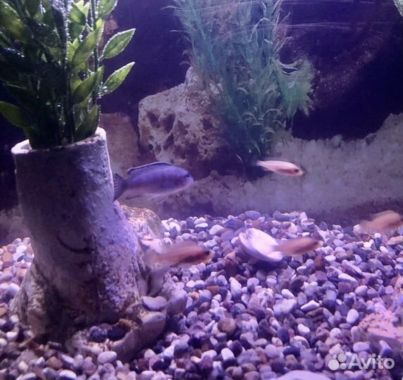 58 литров полный комплект аквариум