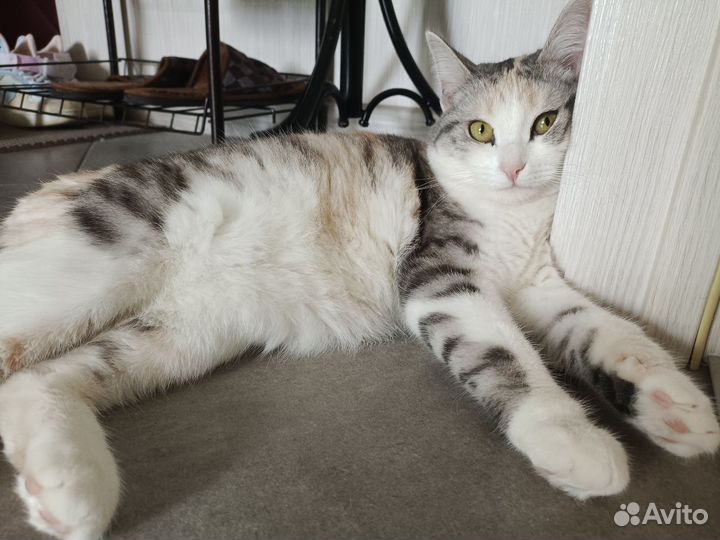 Кошка в дар