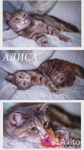 Кошки в добрые руки бесплатно