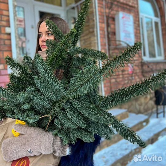 Ветки еловые