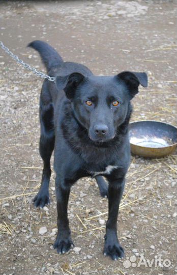 Собака в дар