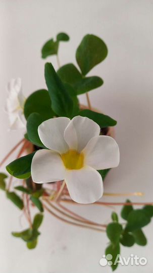 Кислица(оксалис) луковичный