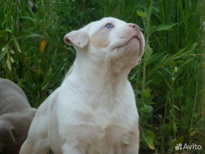 Американский булли