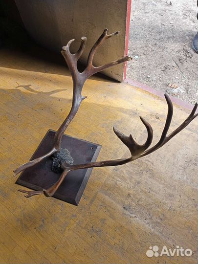 Продам рога оленя