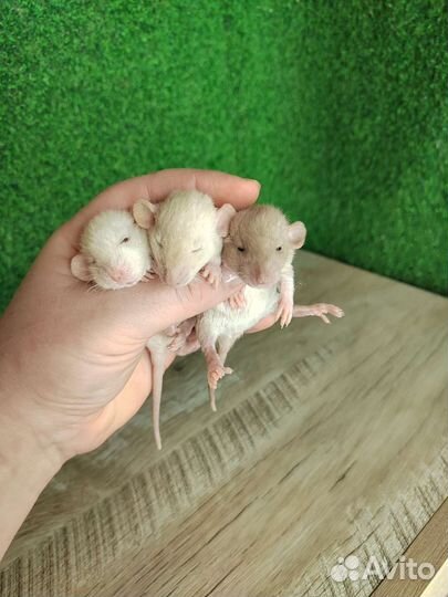 Крыса Дамбо и Дамбо Рекс