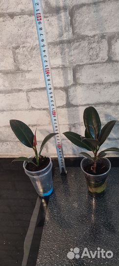 Фикус каучуконосный эластика