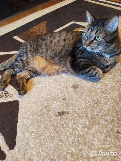 Sony playstation 5 pro