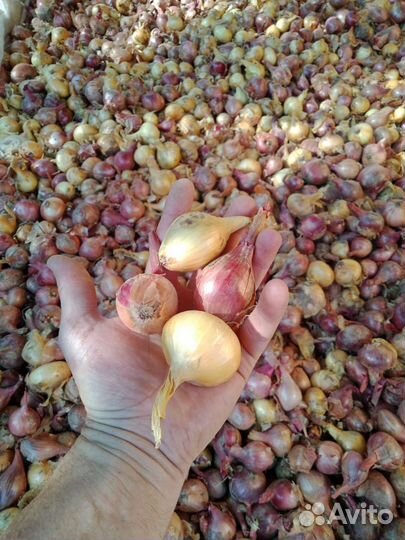 Лук, выборок, севок