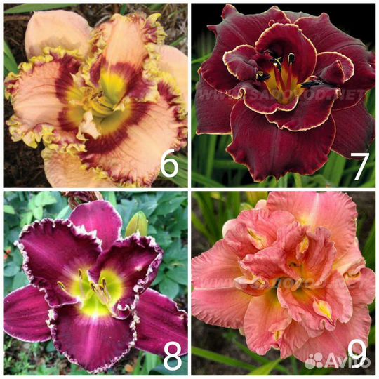 Красивые Лилейники