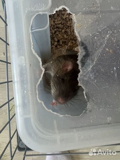 Декоративные крыски