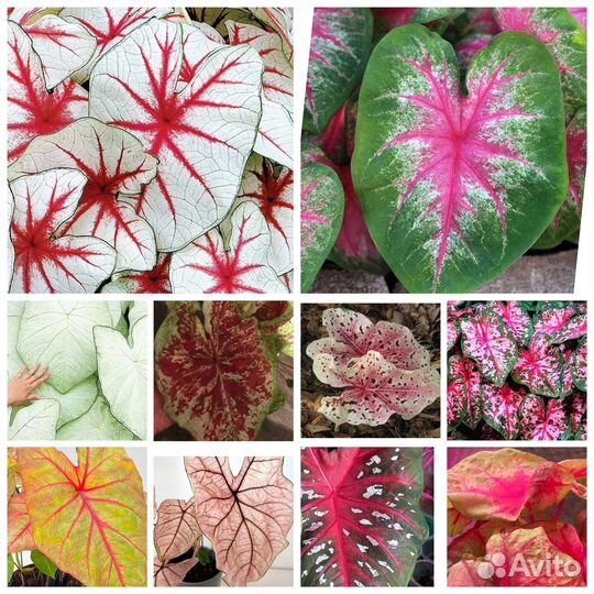 Каладиумы набором