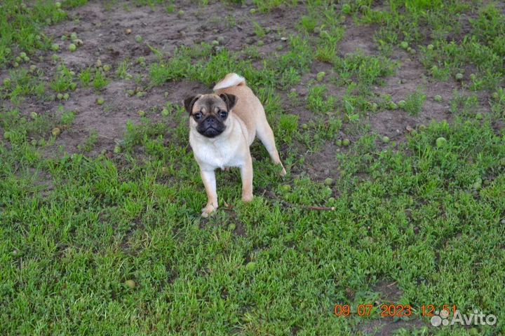 Мопс щенок, девочка