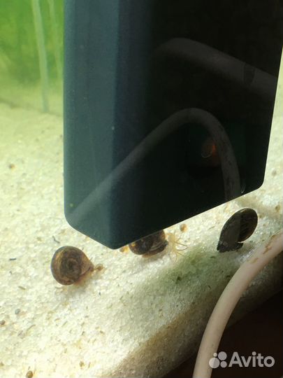 Улитки аквариумные