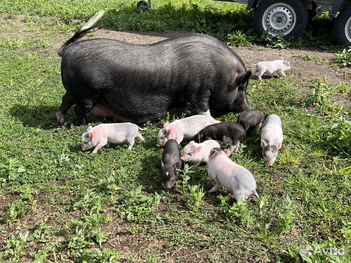 Вьетнамские вислобрюхие поросята