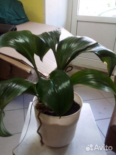 Амазонская лилияБольшая