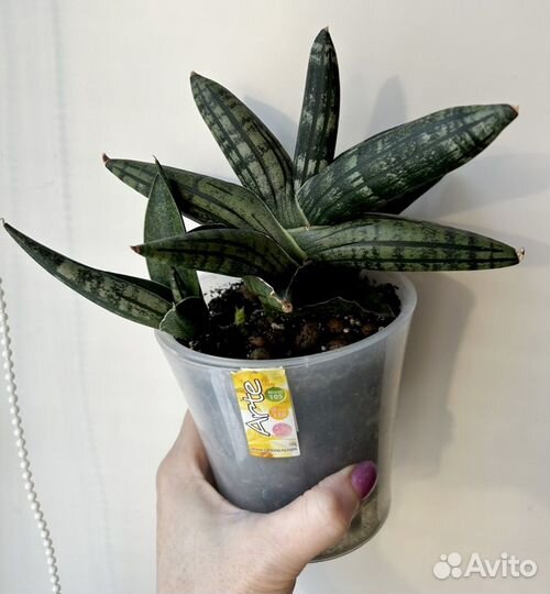 Сансевиерии сортовые, коллекционные