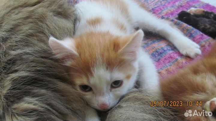 Отдам рыжего котенка в добрые руки
