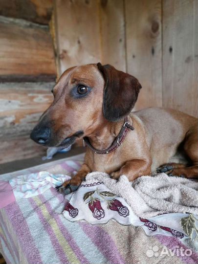 Вязка такса