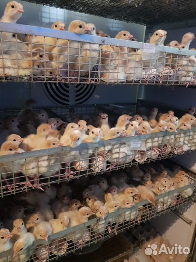 Индюшата и инк. яйцо тяжелых и средних кроссов