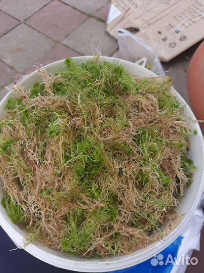 Мох сфагнум 10 литров