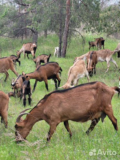 Козье молоко