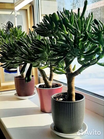 Крассула хоббит