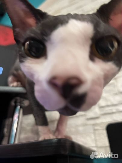 Вязка кошек сфинкс