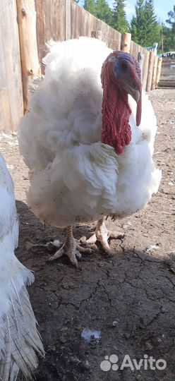 Домашнее мясо индейки