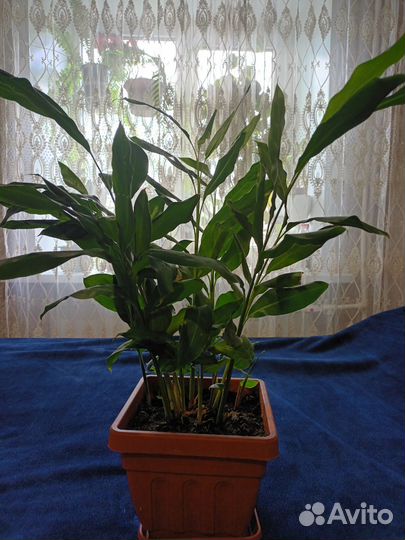 Кардамон домашний