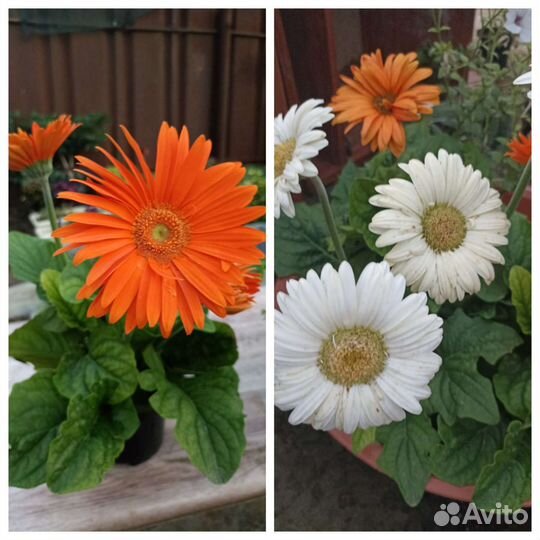 Комнатные цветы